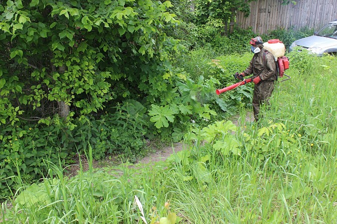 В Кинешме специализированная организация приступила к ликвидации борщевика фото 3