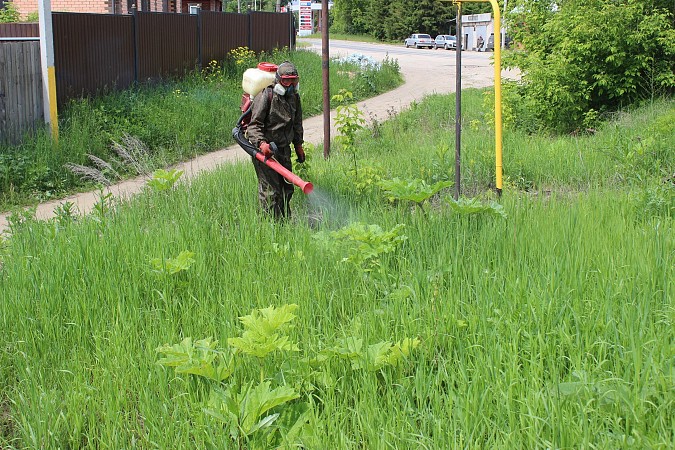 В Кинешме специализированная организация приступила к ликвидации борщевика фото 4