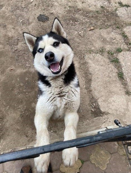В Кинешме обещают вознаграждение за пропавшую хаски фото 2