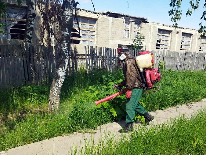 Сообщить о местах произрастания борщевика в Кинешме можно в УГХ фото 2