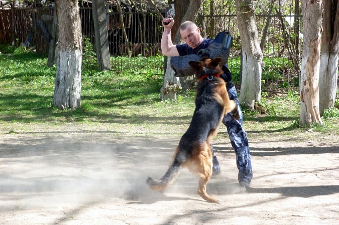 21 июня кинологи УФСИН отмечают профессиональный праздник фото 4