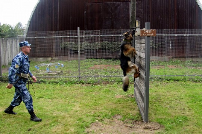 21 июня кинологи УФСИН отмечают профессиональный праздник фото 2
