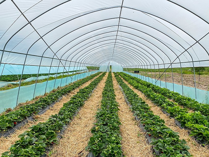В Ивановской области растет производство ягод фото 3