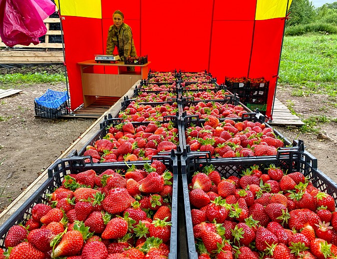 В Ивановской области растет производство ягод фото 4