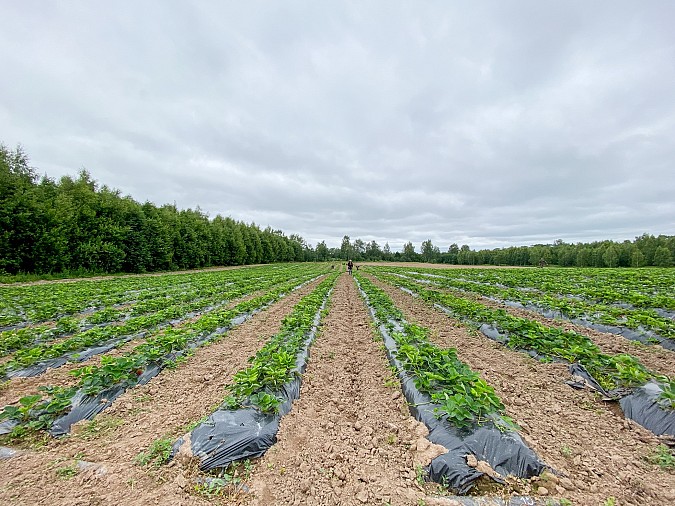 В Ивановской области растет производство ягод фото 7