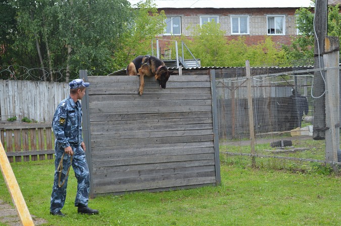 На базе кинешемской ИК-4 прошли областные соревнования кинологов фото 7