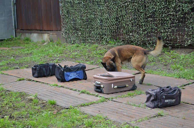 На базе кинешемской ИК-4 прошли областные соревнования кинологов фото 6