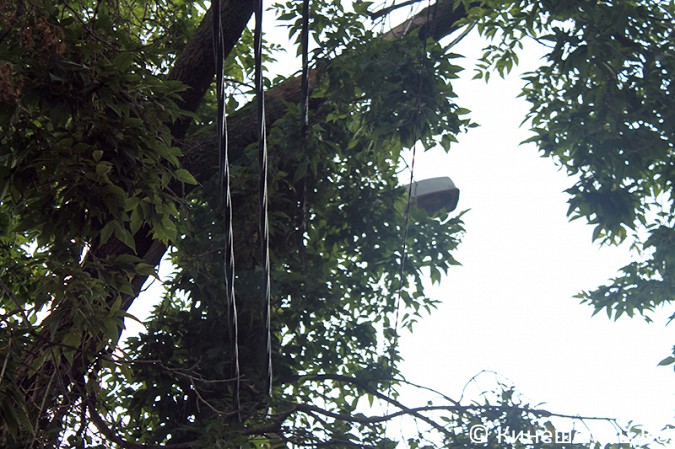 Дерево в Кинешме висит на проводах фото 4