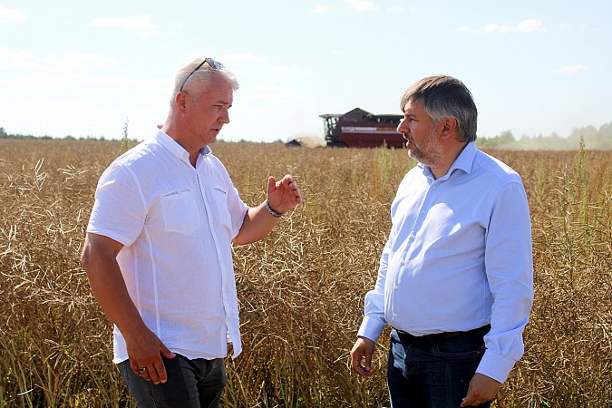 На полях в Ивановской области убрана почти половина посевов рапса фото 3