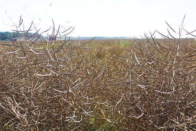 На полях в Ивановской области убрана почти половина посевов рапса фото 5