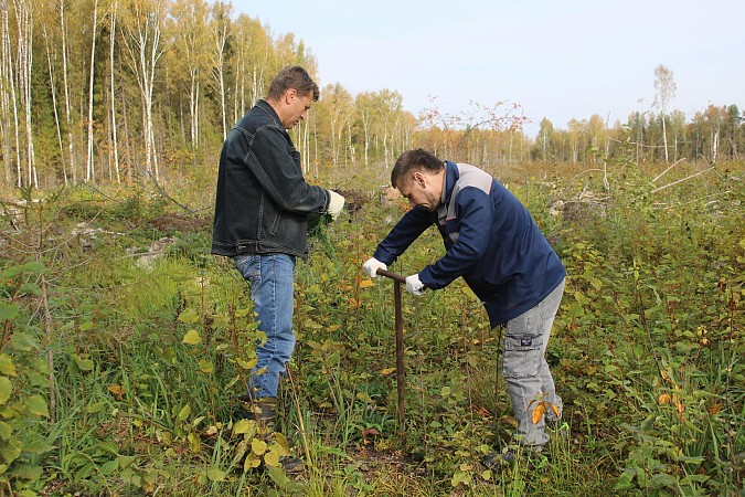 В Батмановском сельском поселении приступили к высадке 44 тысяч сеянцев сосны фото 4
