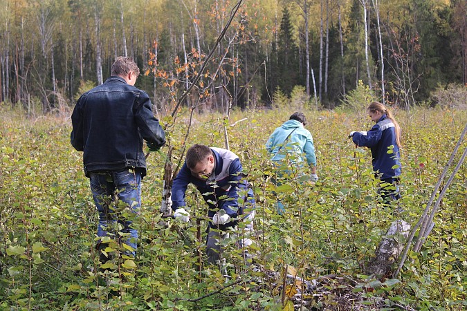 В Батмановском сельском поселении приступили к высадке 44 тысяч сеянцев сосны фото 3