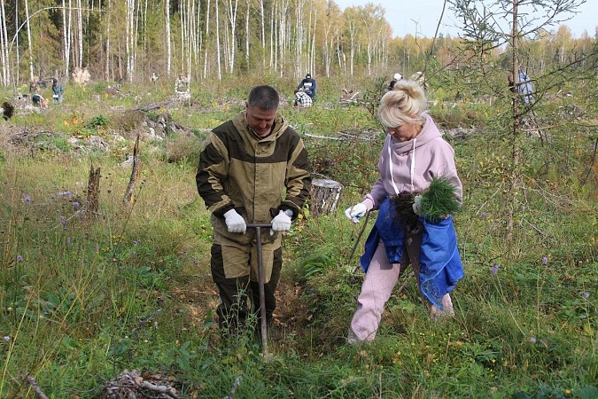 В Батмановском сельском поселении приступили к высадке 44 тысяч сеянцев сосны фото 2