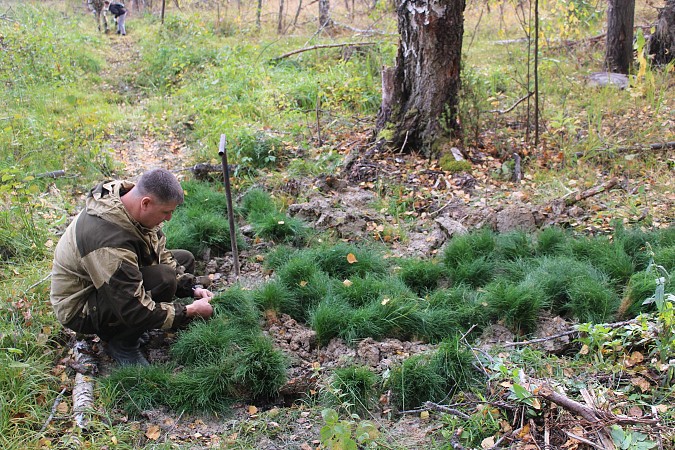 В Батмановском сельском поселении приступили к высадке 44 тысяч сеянцев сосны фото 8