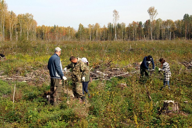В Батмановском сельском поселении приступили к высадке 44 тысяч сеянцев сосны фото 6