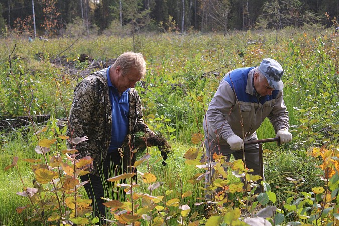 В Батмановском сельском поселении приступили к высадке 44 тысяч сеянцев сосны фото 5