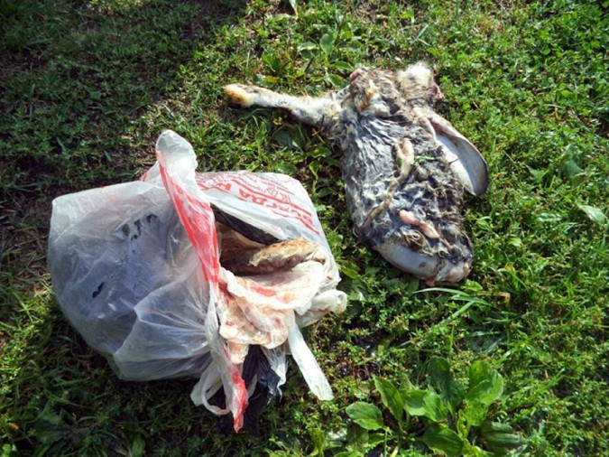 В Кинешме выбросили в поле мёртвых кроликов фото 3