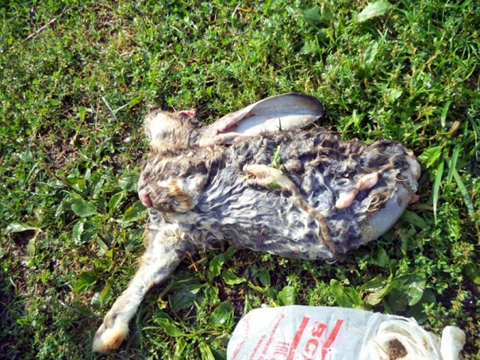 В Кинешме выбросили в поле мёртвых кроликов фото 2
