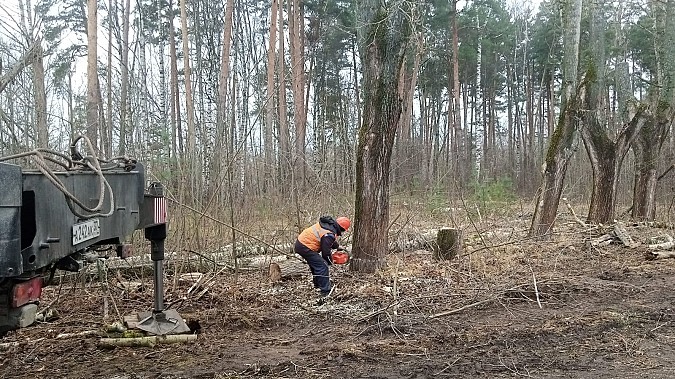 УГХ спилило аварийные деревья возле усадьбы Севрюгова фото 2