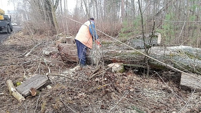 УГХ спилило аварийные деревья возле усадьбы Севрюгова фото 3