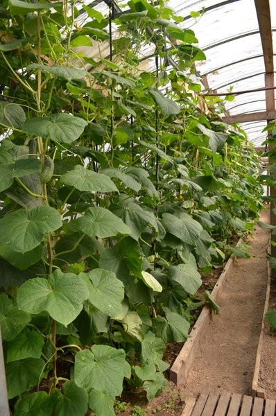 Какие производства организованы в колониях Кинешемского района? фото 2