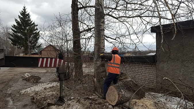 В Кинешме продолжается выпиловка аварийных деревьев фото 4