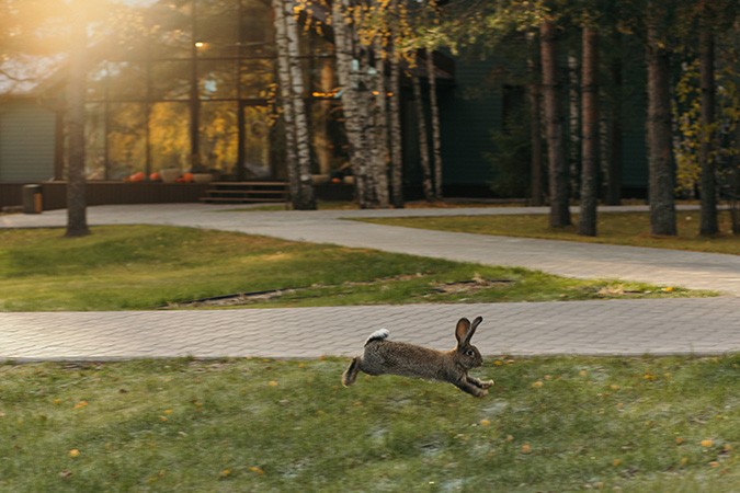 Приглашаем жителей Кинешмы в новый экоотель «Лунный кролик» фото 3