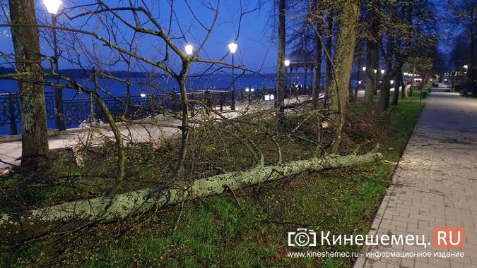 В Кинешме сильный ветер повалил дерево на Волжском бульваре фото 4