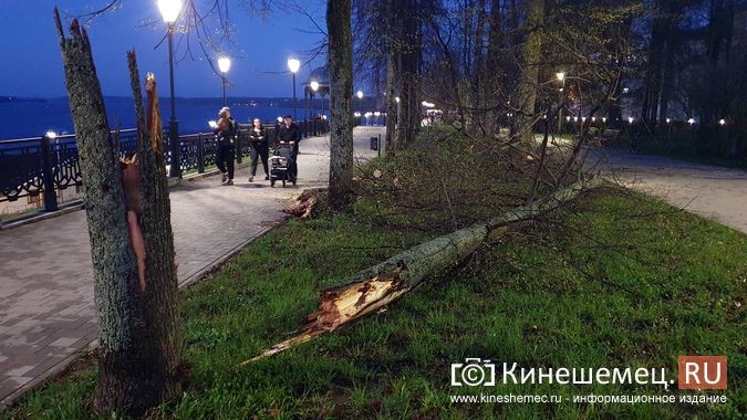 В Кинешме сильный ветер повалил дерево на Волжском бульваре фото 3