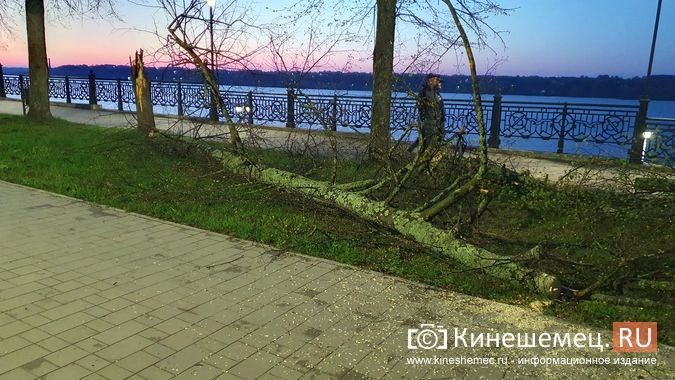 В Кинешме сильный ветер повалил дерево на Волжском бульваре фото 2