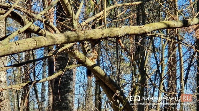 В уникальном сосновом бору Кинешмы намечается большая чистка фото 7