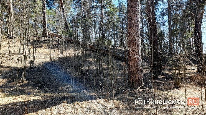 В уникальном сосновом бору Кинешмы намечается большая чистка фото 3