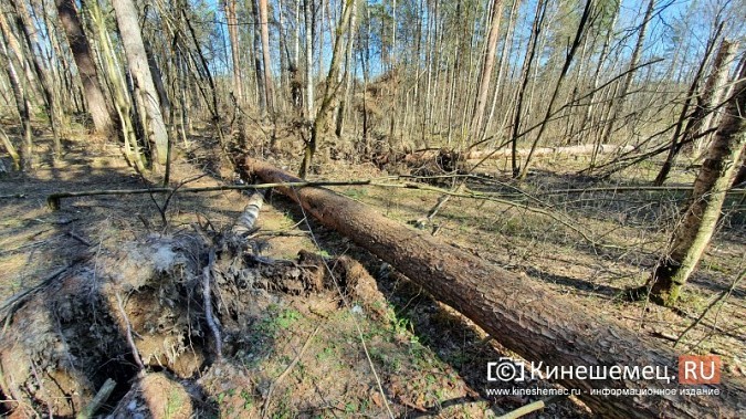 В уникальном сосновом бору Кинешмы намечается большая чистка фото 6