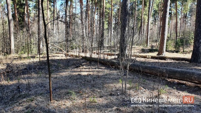 В уникальном сосновом бору Кинешмы намечается большая чистка фото 4