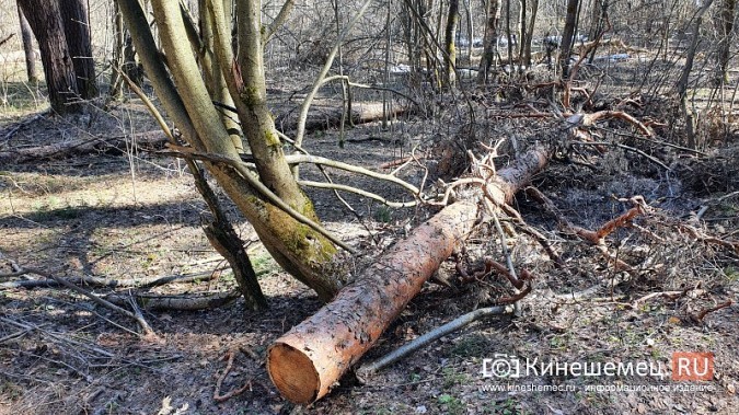 В уникальном сосновом бору Кинешмы намечается большая чистка фото 5