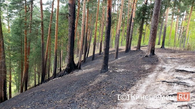 В центральном парке Кинешмы случился большой пал травы фото 2