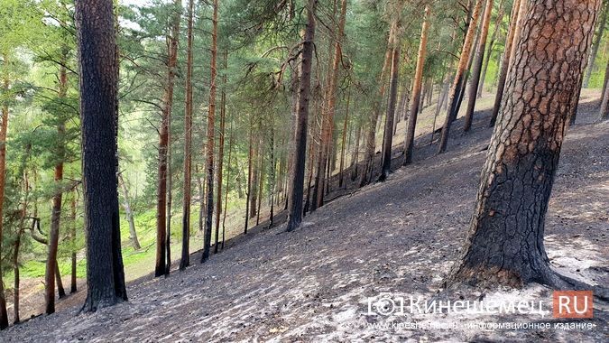 В центральном парке Кинешмы случился большой пал травы фото 8