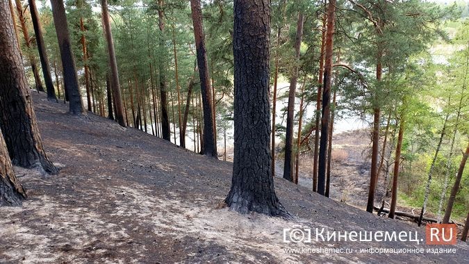 В центральном парке Кинешмы случился большой пал травы фото 7