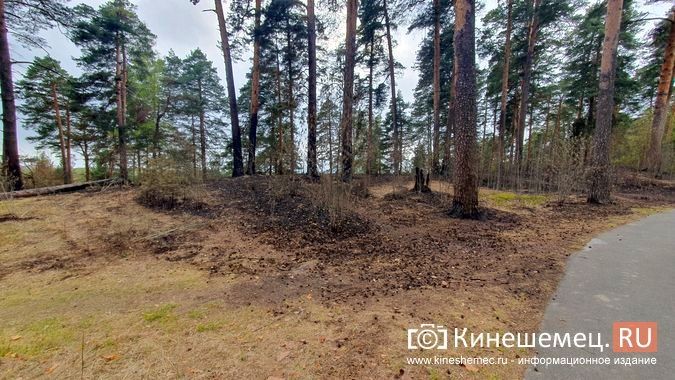 В центральном парке Кинешмы случился большой пал травы фото 4