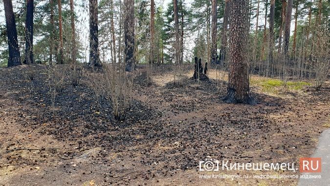 В центральном парке Кинешмы случился большой пал травы фото 3