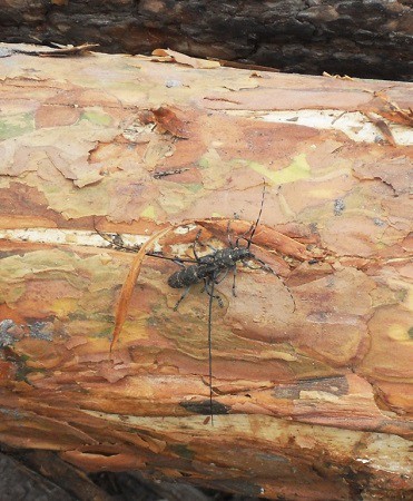 Проверка Россельхознадзора выявила жуков-вредителей в лесах Ивановской области фото 3