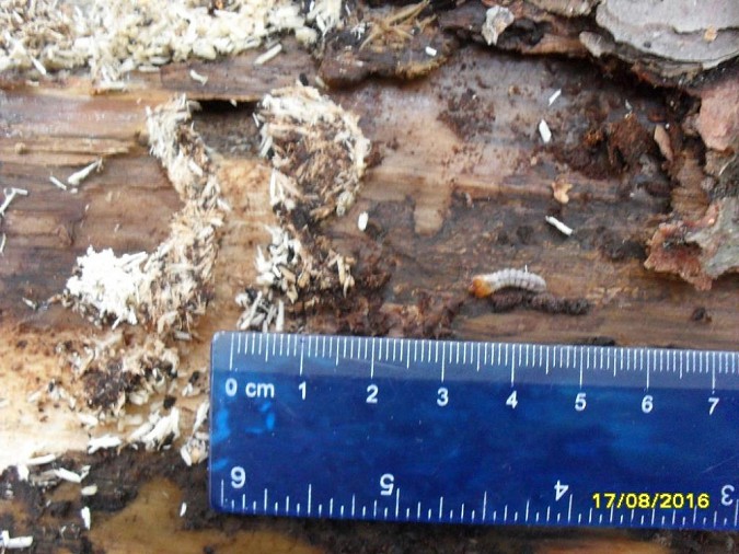 Проверка Россельхознадзора выявила жуков-вредителей в лесах Ивановской области фото 2