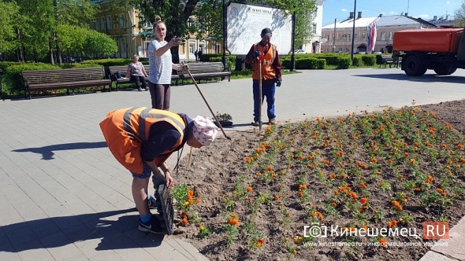Цветов на кинешемских клумбах высадят несколько меньше обычного фото 2