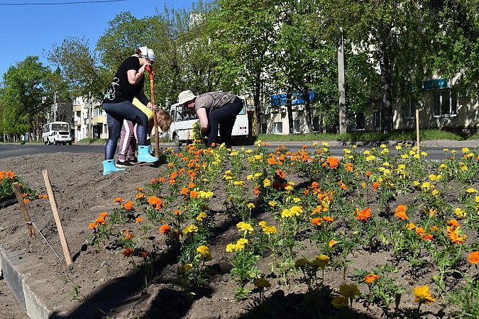 Цветов на кинешемских клумбах высадят несколько меньше обычного фото 7