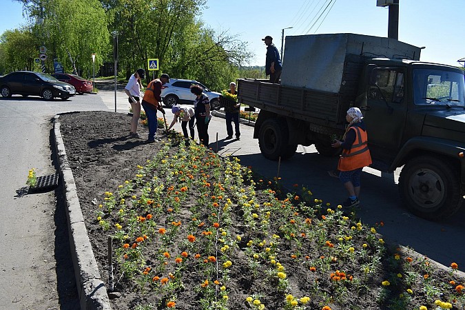 Цветов на кинешемских клумбах высадят несколько меньше обычного фото 10