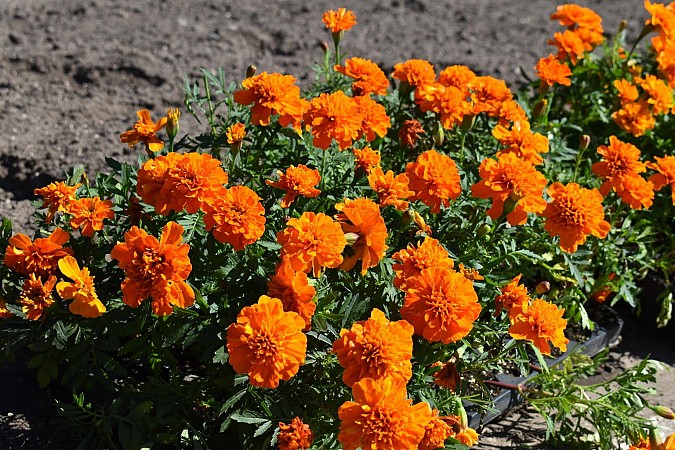 Цветов на кинешемских клумбах высадят несколько меньше обычного фото 9