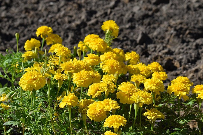 Цветов на кинешемских клумбах высадят несколько меньше обычного фото 8