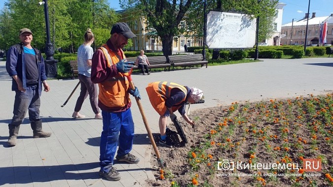 Цветов на кинешемских клумбах высадят несколько меньше обычного фото 3