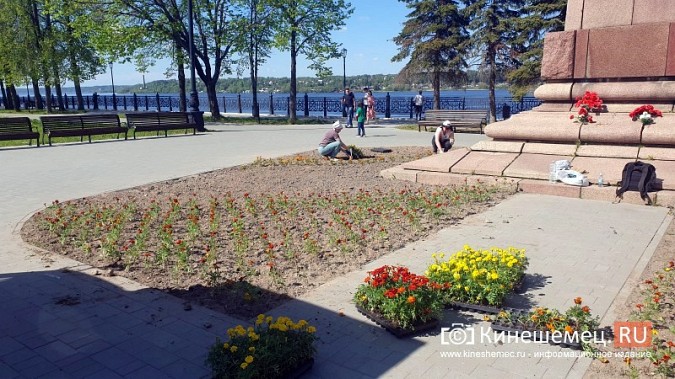 Цветов на кинешемских клумбах высадят несколько меньше обычного фото 5