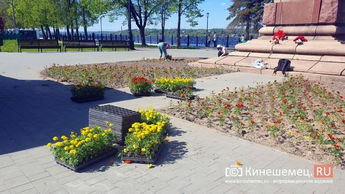 Цветов на кинешемских клумбах высадят несколько меньше обычного фото 4